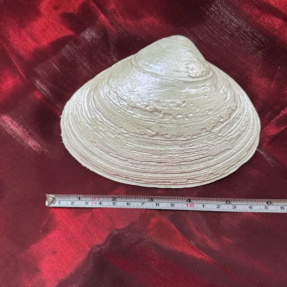 Handmade Shell Dish with Love Script. - Picture 3 of 3